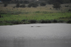 Hippopotamus amphibius