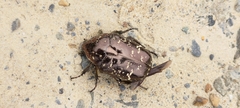 Protaetia orientalis sakaii