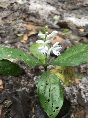 Pulchranthus adenostachyus