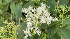 Cornus macrophylla