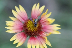 Dianthidium curvatum