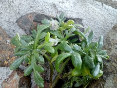 Senecio carnosulus