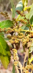Quercus microphylla