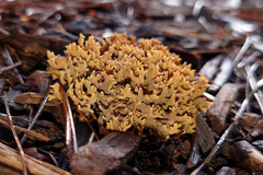 Fungi