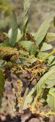 Quercus microphylla