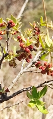 Quercus microphylla