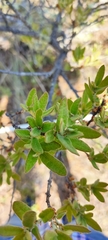 Quercus microphylla
