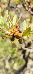 Quercus microphylla