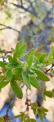 Quercus microphylla