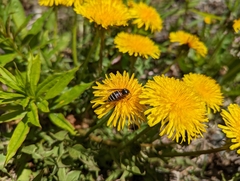 Vespula intermedia