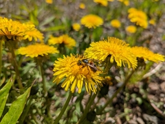Vespula intermedia