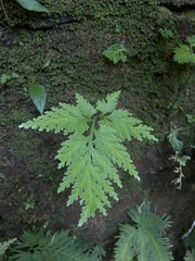 Selaginella delicatula