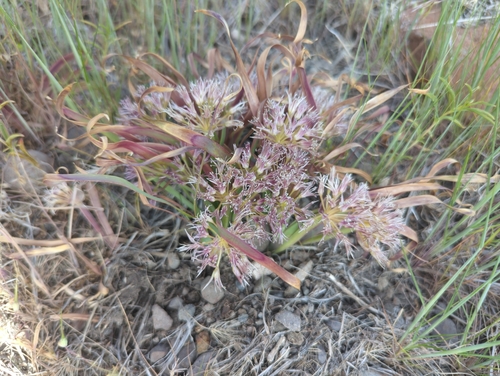 Twinleaf onion (Allium anceps)