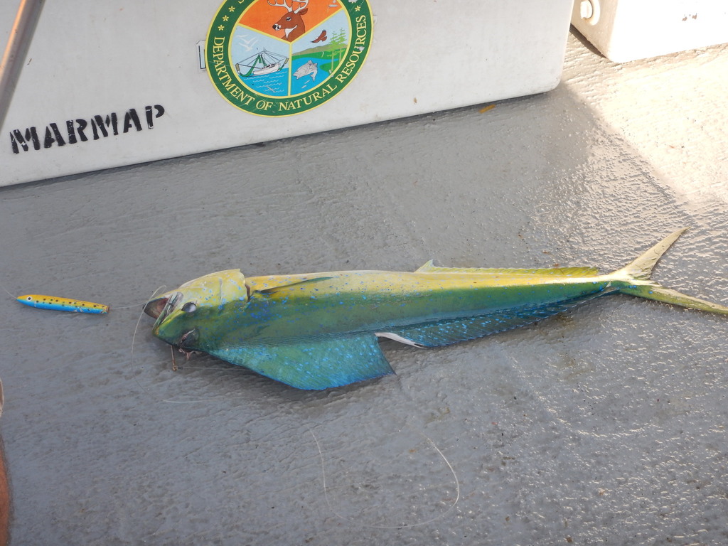 Common dolphinfish
