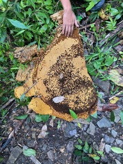 Apis dorsata breviligula