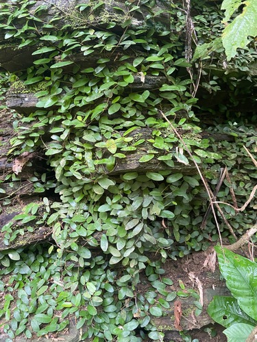 Ficus punctata (Ficus punctata)