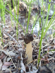 Morchella populiphila