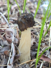 Morchella populiphila