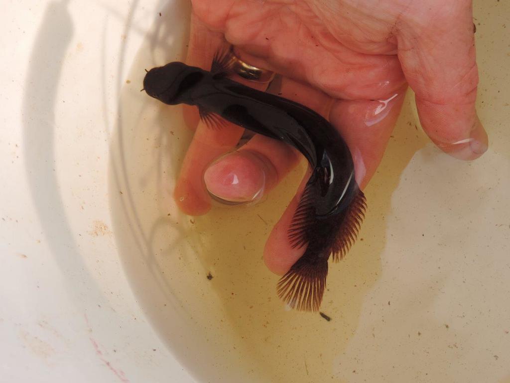 Brown mudfish (Neochanna apoda) — Galaxiidae