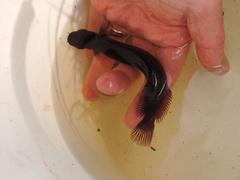 Brown Mudfish photo 3