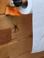Dolomedes scriptus