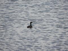 Poliocephalus rufopectus