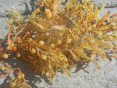 Sargassum natans