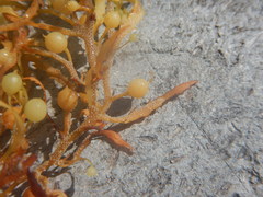 Sargassum natans