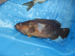 Rypticus maculatus