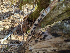 Biscogniauxia bartholomaei