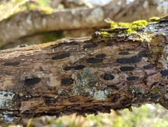 Biscogniauxia bartholomaei