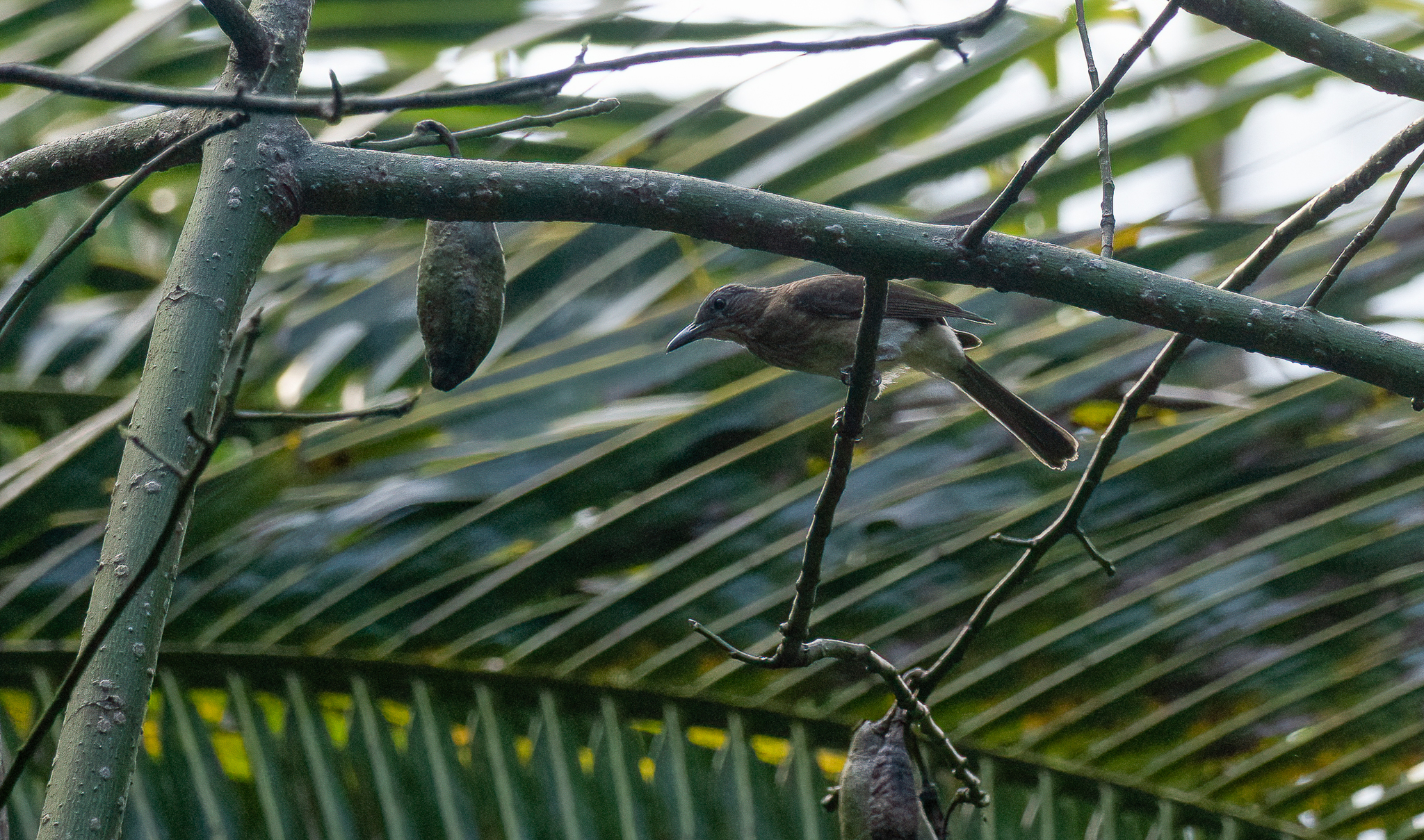 Streak-breasted Bulbul (Hypsipetes siquijorensis), photo 10