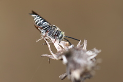 Coelioxys rufitarsis