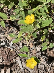 Melhania oblongifolia