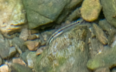 Stiphodon