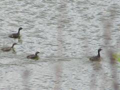 Poliocephalus rufopectus