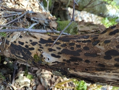 Biscogniauxia bartholomaei