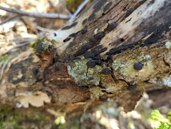 Biscogniauxia bartholomaei