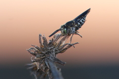 Coelioxys rufitarsis
