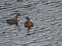 Poliocephalus rufopectus