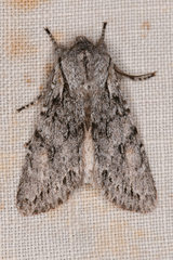 Egira crucialis