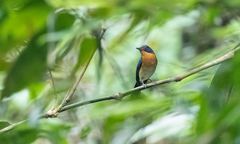 Cyornis rufigastra