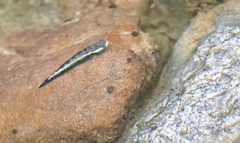 Stiphodon atropurpureus