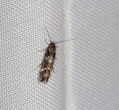 Mompha sturnipennella