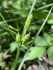 Carex caroliniana