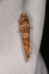 Eucopina