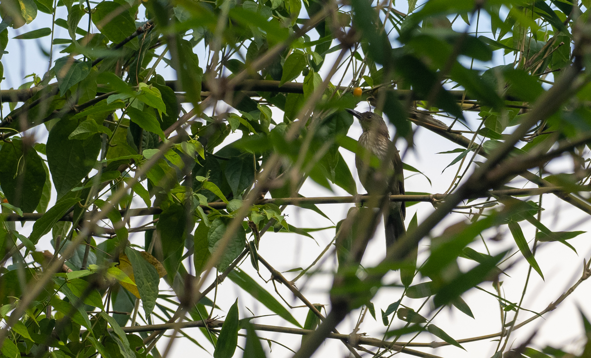 Streak-breasted Bulbul (Hypsipetes siquijorensis), photo 9