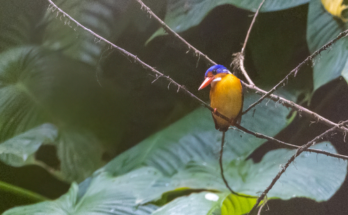 Dimorphic Dwarf Kingfisher (Ceyx margarethae), photo 8