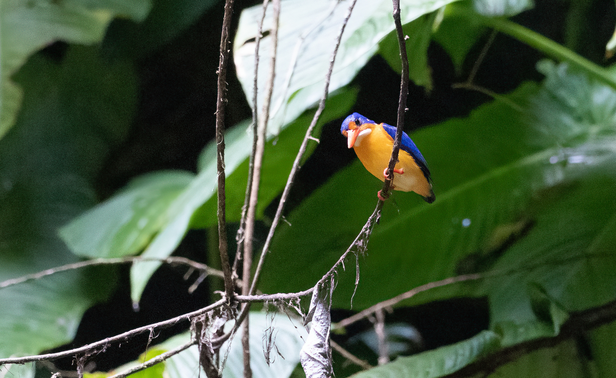 Dimorphic Dwarf Kingfisher (Ceyx margarethae), photo 6
