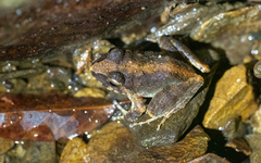 Platymantis dorsalis